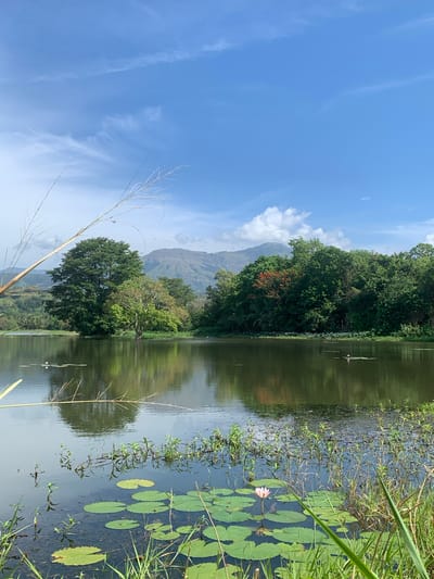 A serene lake is depicted under a bright blue sky with scattered white clouds. In the foreground, lily pads and a single pink water lily float on the calm water, bordered by lush green grass and reeds. Across the lake, a dense line of trees forms the middle ground, with a large, full tree dominating the center. Beyond the trees, rolling hills rise into the distance, their slopes covered in vegetation. The reflections of the trees and sky are visible on the lake's surface. The image captures a tranquil natural landscape, likely in the vicinity of Buduruwagala, Sri Lanka, given the distinctive mountainous terrain and tropical vegetation. No people or animals are clearly visible in the scene.