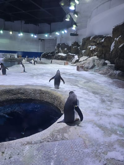 The image depicts an indoor penguin enclosure designed to simulate an arctic environment. The enclosure features rocky outcrops with snow, a pool of dark blue water, and an icy surface scattered with some debris. Numerous penguins are present, varying in size and posture, some standing, others waddling or appearing to be in motion. The lighting suggests artificial illumination from ceiling fixtures, typical of an aquarium or zoo. There are no people visible in the scene, and the location is described as being in Li'an, China, though the image itself does not contain any overt geographical markers.