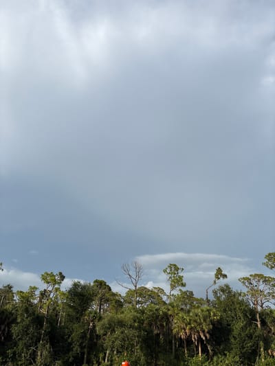 The image shows a dense line of green trees and palm trees against a cloudy gray sky. The trees are varied in height and type, with some tall pine trees interspersed with shorter, fuller foliage. A few bare, dead trees stand out amongst the green. In the distance, a hint of electrical wires can be seen running horizontally across the top of the trees. A small section of an orange traffic cone is visible in the lower right corner. The overall impression is of a natural landscape with a touch of man-made intrusion, likely a roadside view. The specific location in Venice, United States, is not discernible from the visual information provided in the image.