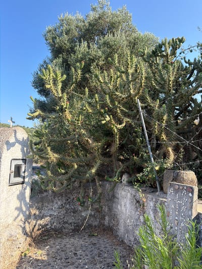 This media file captures a close-up view of a densely spined cholla cactus, its segmented branches twisting and reaching outward. Interspersed with the cactus is the foliage of an olive tree, its leaves appearing silvery-green in the bright sunlight. The scene is set against a clear, vibrant blue sky.
In the foreground, to the right, a textured concrete structure is visible. It appears to be part of a wall or monument, adorned with small, smooth pebbles and broken pieces of shell arranged in a decorative pattern, possibly forming a cross-like shape. Another section of concrete, rougher in texture, rests above this, also embedded with pebbles. A thin metal pipe runs horizontally across the cactus branches and behind the concrete structure. To the far right, some thin, green leafy branches extend into the frame, possibly from a different plant.
Below the concrete structure and to the left, a small, square window with a dark frame is embedded in a lighter-colored, textured wall. A small, pale cross is also visible near this window. The ground in some areas is covered with small, dark stones, creating a mosaic-like appearance, while other areas are dry and earthy with scattered weeds.
The lighting suggests it is daytime, likely morning or afternoon, given the distinct shadows cast by the vegetation and structures. The overall impression is one of a Mediterranean setting, possibly a garden or a cemetery, given the presence of the cross and the style of the stone structures. The cholla cactus, with its sharp spines, and the olive tree evoke a sense of a dry, warm climate. There is no discernible activity taking place, and the scene is static, focusing on the natural elements and man-made structures. No text is visible.