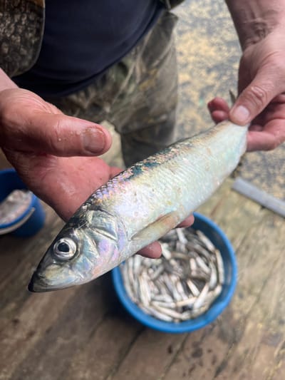 A close-up, eye-level shot shows a person's hands holding a single, iridescent fish over a blue bucket filled with smaller fish. The fish in hand is long and slender, with visible scales reflecting shades of blue, green, and purple. Its eye is dark and prominent. The person's hands are visible, one holding the fish from below and the other supporting it from the side. The skin on the hands appears weathered. In the background, a portion of the person's torso is visible, wearing a dark blue shirt over camouflage-patterned clothing. The environment appears to be outdoors, with a wooden surface visible beneath the bucket and hands, suggesting a dock or deck. The overall lighting is natural and somewhat diffused. The image is focused on the fish and the hands holding it, with the bucket and smaller fish providing context for a recent catch. The setting does not provide specific landmarks to identify it within Sovetskaya Gavan', Russia, other than the possibility of it being a fishing location.
