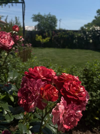 A close-up view in Straldzha, Bulgaria, captures a cluster of blooming roses featuring variegated petals in shades of deep red, fuchsia, and white, or light pink stripes. These multi-petaled flowers dominate the foreground, surrounded by dark green, glossy leaves and visible stems. In the immediate background to the left, another large, slightly blurred variegated rose and several buds are visible within a dense bed of green foliage, along with a section of short wooden stakes or fencing. Further back, a vibrant green lawn spans the middle ground, bordered by lush green trees and shrubs. A dark, arched trellis structure is partially visible on the upper left. The scene is illuminated by bright sunlight under a clear, cloudless blue sky, indicating a sunny day.