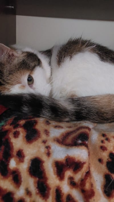 The image shows a cat partially obscured by a patterned object, possibly a blanket or cushion. The cat is white with brown and grey markings, and only its eye and part of its face are clearly visible. The patterned object has brown and black spots on a light background. The rest of the scene is out of focus, but a vertical surface is visible on the left. The location (Luga, Russia) is not discernible from the visual information present in the image.