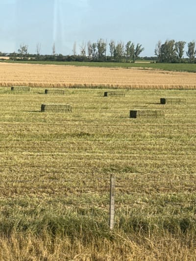 In the foreground, a weathered wooden fence post stands in a field of dry, cut grass. Behind the post, the field extends into the distance, dotted with several rectangular bales of hay. Further back, a band of bright green foliage separates two fields. The field closest to the green band is a golden expanse of harvested grain, with a few hay bales visible. In the background, a line of trees forms a dark silhouette against a pale blue sky, with several taller, leafless trees interspersed among them. The scene is set in an open, rural landscape.