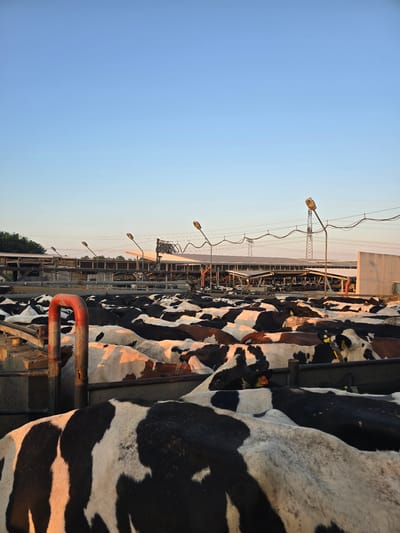 The image depicts a large herd of black and white spotted cows gathered in an outdoor pen or enclosure. The cows are densely packed, with many visible heads and backs. Some cows have ear tags, one of which is yellow. A bright orange pipe structure is visible in the foreground, to the left. In the background, there are several farm buildings with white roofs, lined with structures resembling feeding troughs or stalls. Utility poles with overhead wires and streetlights are also present. The sky is clear and blue, with the warm light of what appears to be sunrise or sunset casting a golden hue on the cows and buildings. The scene is located in Kitzscher, Germany, at a dairy farm or agricultural facility. There are no people visible in the image.