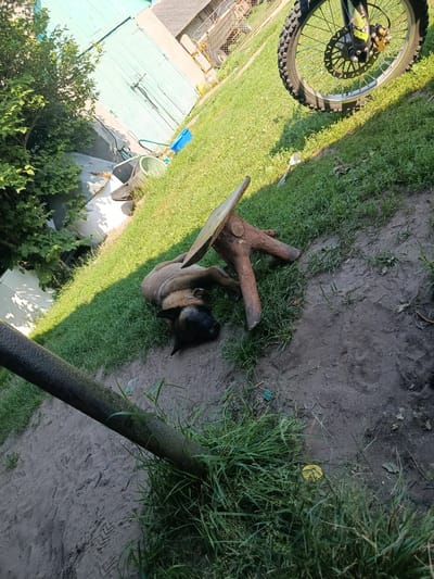 A Belgian Malinois dog is lying on its back in the grass in a backyard in Khynochi, Ukraine. The dog is tan and black with a short coat. It is facing away from the camera, with its head turned to the left. A wooden table with a light-colored top is propped up on a log-shaped base next to the dog. A dirt path runs in front of the dog, and a large pipe or post is in the lower left corner of the image. In the background, a teal wooden fence and a motorcycle wheel are visible. The ground is covered in grass and dirt. The lighting suggests it is a sunny day.