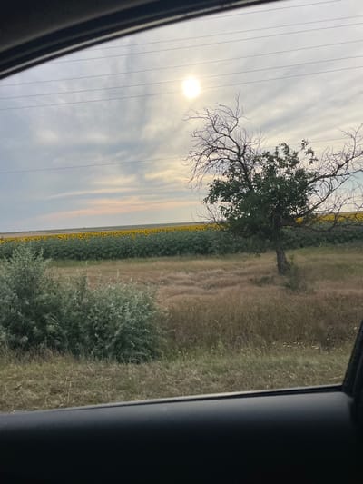 The image depicts a roadside view from inside a vehicle, looking out at a rural landscape. In the foreground, the dark interior of a car door and window frame are visible. The middle ground features a field of dry, brown grass with scattered green bushes and a solitary, mature tree with sparse green foliage and bare branches. Beyond this, a vast field of sunflowers stretches towards the horizon, their yellow heads facing the sky. The sky is overcast with a hint of pink and orange near the horizon, suggesting either sunrise or sunset. Several power lines crisscross the sky. The location is identified as Congaz, Moldova.