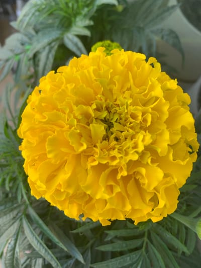 A bright yellow marigold flower is in full bloom, its petals densely packed and ruffled. The flower is the primary subject of the image, occupying the center and right portions. Green, feathery leaves surround the bloom, suggesting it is part of a plant. The background is soft and out of focus, hinting at a garden or outdoor setting. The lighting appears natural, casting subtle shadows on the petals and highlighting their texture. There are no people or animals present in the image. The scene is static and peaceful, focused solely on the natural beauty of the flower. The location is not specified in the image or provided information.