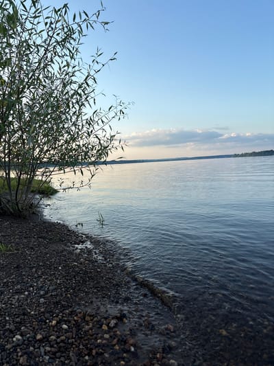 This is a vertically oriented, slightly angled, outdoor photograph taken from a low vantage point, looking out over a body of water. The scene appears to be a shoreline with a tree in the foreground and a distant treeline visible across the water.
The foreground is dominated by a shrubby tree with thin branches and narrow green leaves, positioned on the left side of the frame. Its branches extend upwards and spread across the image. The ground beneath and around the tree transitions to a rocky shoreline, covered in small, dark pebbles. Gentle waves are lapping at the edge of the water, creating a wet, dark band along the shore.
The main body of the image is a wide expanse of water, likely a lake or a large river. The water surface is rippled, reflecting the sky and creating a textured pattern. The water appears calm, with subtle movements at the shore. In the distance, across the water, a thin strip of dark green trees forms the horizon. Above the water, the sky is a clear, pale blue, transitioning to a lighter hue near the horizon. Some wispy clouds are visible, particularly along the distant tree line, catching the soft light.
The lighting suggests it is either early morning or late evening, with a gentle, diffused light. The overall mood is serene and natural. The location is identified as Gurino, Russia. There is no visible text in the image. The scene depicts a peaceful natural setting by the water, with no people or specific activities evident, other than the natural occurrence of waves meeting the shore.