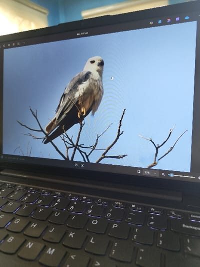 A dark-colored laptop with a backlit keyboard displaying purple illumination occupies the foreground, angled upwards from the lower left. The laptop screen shows a close-up image of a white-tailed kite (Elanus leucurus) or similar light-colored raptor perched on a bare, dark brown tree branch against a clear, light blue sky. The bird faces slightly right of center, exhibiting white underparts, gray wings/back, and a distinct dark marking around its eye. The image viewer application interface is visible on the screen, showing a file name "IMG_20241" at the top and controls including a zoom level of "71%" at the bottom right. A webcam is centered on the top bezel of the laptop screen. The immediate background above the laptop is out of focus, revealing a light-colored interior wall or surface. The specific location within the city of Farin Yashe, Nigeria, cannot be determined from the visual evidence presented in the image, but the setting is indoors. No people are visible.