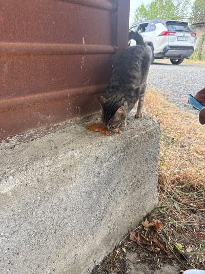 In Krtsanisi, Georgia, a tabby cat is eating from a piece of food on a concrete ledge. The cat is dark gray with black stripes. Behind the cat, a white SUV is parked on a gravel surface. The environment appears to be outdoors, with dry grass and some fallen leaves visible. A portion of a rusted metal structure is to the left of the cat.