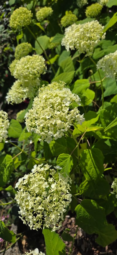 The image shows a close-up view of a cluster of white hydrangea flowers in full bloom, set against a backdrop of lush green leaves. The flowers are tightly packed and form a spherical shape, with many small, delicate petals. The lighting suggests a sunny day, with shadows cast by the leaves and flowers. The scene is likely outdoors in a garden or park setting. There are no people or discernible human activity present in the image. The ground beneath the plants appears to be covered in mulch. The image was taken in Manderbach, Germany.