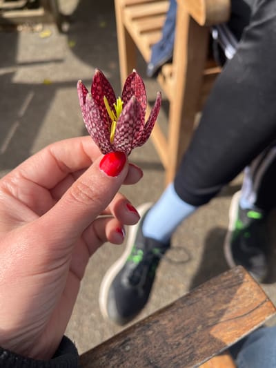 A close-up, high-angle image captures a human hand holding a single Fritillaria meleagris flower in an outdoor setting within the Borough of Runnymede, United Kingdom. The specific location within the Borough of Runnymede, United Kingdom, cannot be determined from the visual evidence.
The hand, positioned in the lower left foreground, has fair skin with visible knuckles and is adorned with bright red nail polish on the index, middle, ring, and pinky fingers. The thumb is partially obscured. The hand gently cradles the base of the flower.
The flower itself is a distinctive bell-shaped Fritillaria meleagris, displaying a checkered pattern of deep reddish-purple and lighter purple-white mottling on its petals. Bright yellow anthers and pistil are visible within the flower's opening.
In the blurred background, the lower torso and legs of a second individual are visible. This person is wearing black athletic leggings or trousers, light blue socks, and dark grey or black athletic shoes with prominent lime green accents on the soles and sides. They appear to be seated, with a portion of a light brown wooden chair or furniture frame visible directly behind the flower and a darker wooden surface (possibly a bench or table edge) in the lower right. A dark blue jacket is casually draped over the back of the wooden furniture. The ground surface is a rough, light grey paved material, exhibiting distinct shadows cast by sunlight, indicating a daytime scene.