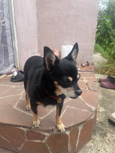 A small black and tan Chihuahua stands on a reddish-brown tiled patio in front of a textured pink wall. The dog is facing to the right, with its head turned slightly. It wears a red collar with a round gold tag. In the background, to the left, a sheer curtain hangs in a doorway. To the right of the dog, a pair of purple clogs are visible, along with some green foliage. The ground is a rough concrete surface. The overall scene appears to be an outdoor domestic setting, possibly a backyard or porch area. The location is Raslovka 1-Ya, Russia.