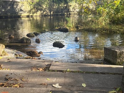 The image displays a section of a waterway, likely one of the canals or tributaries of the Amper River, within the city of Dachau, Germany, observed under bright daylight. In the immediate foreground, a concrete or stone bank slopes down to the water via wide, irregular steps. These steps exhibit minor structural imperfections and are sparsely covered with scattered autumnal leaves.
A single mallard-type duck, characterized by mottled brown plumage, is situated on the lowest concrete step at the water's edge, oriented towards the right with its head lowered, possibly drinking or foraging. In the water, approximately five additional ducks are visible; one in the middle-right is partially submerged, appearing to dabble. Several dark, irregularly shaped rocks are present, some partially submerged in the shallow water, others at the water's edge.
The far bank of the waterway is densely vegetated with green and yellowing foliage, including grasses and small shrubs. Behind this vegetation, a rough-hewn stone or concrete wall is partially visible. Bright sunlight illuminates the scene, casting shadows on the foreground steps and creating reflections of the sky and surrounding elements on the water's surface. No human individuals are present in the frame.