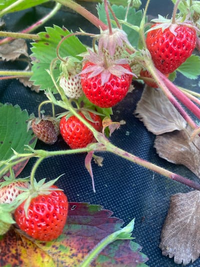 This close-up media file shows a cluster of ripe and unripe strawberries growing on a plant. Several red, glossy strawberries are prominent, their seeds visible as small indentations. There are also several unripe, pale green strawberries with developing seeds. Some dried, brown leaves are interspersed with the plant's green foliage. The strawberries and plant are growing on a dark, textured surface, possibly landscape fabric, common in gardens. A small, dark insect is visible on the fabric near a dried leaf. The lighting suggests it is daytime, with natural light illuminating the scene. The image appears to be taken outdoors in a garden or farm setting, consistent with the location context of Vălcineț, Moldova. No text is visible in the media file.