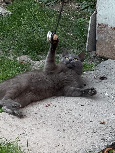 A grey cat with yellow eyes lies on its back on a concrete surface, playing with a string attached to a small metal object. The cat is in the foreground, with its paws raised and one paw holding the toy. Green grass is visible in the background, along with a concrete wall and some dirt. The scene appears to be outdoors in an urban or semi-urban setting, possibly in Vertelka, Ukraine.