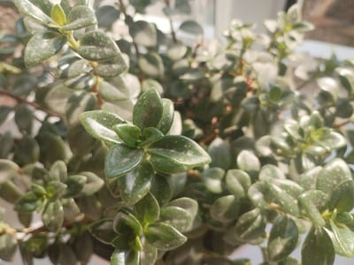 The image displays a close-up view of a dense, green plant with small, glossy leaves. The plant appears to be indoors, near a window or light source, as evidenced by the bright highlights on the leaves and the soft, diffused light in the background. Some of the leaves have a slightly dusty or speckled appearance. There are no people or animals visible. The scene is focused on the texture and form of the plant. There is no information in the image that can be used to determine its location in Mady, Kyrgyzstan.