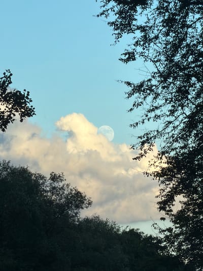 This is a photograph looking up at the sky through trees. Silhouetted branches and leaves frame the upper and lower portions of the image, as well as the right side. The sky is a pale blue, transitioning to lighter shades where it meets the clouds. A large, pale cloud with golden-yellow highlights dominates the right side of the frame. Peeking through a gap in the clouds, near the center-left of the image, is the full moon, appearing as a bright, luminous orb. The lighting suggests it is either early morning or late afternoon, with the sun possibly low on the horizon, illuminating the clouds from behind. The overall mood is serene and natural, with the textures of the leaves and clouds creating a sense of depth. The location is identified as Solionoye, Russia, though no specific landmarks are visible in the image. There is no visible text.