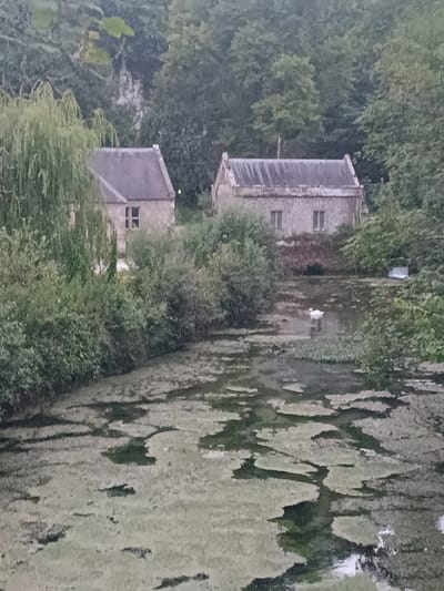 The image depicts a serene waterscape with two stone buildings nestled amongst dense foliage. In the foreground, a body of water is covered with a thick layer of algae, interspersed with patches of open water. A lone white swan is visible swimming in the water, near the center of the frame. The two buildings appear to be of similar design, with pitched roofs and multiple windows. The left building is partially obscured by a large weeping willow tree. The right building is more fully visible and appears to be a single-story structure. The background is dominated by a dense wall of green trees, creating a sense of enclosure and natural beauty. The overall impression is one of tranquility and rural charm, with a hint of historical architecture.

Arun is a local government district in West Sussex, England. The specific location of this image within Arun is not provided by the visual information alone. However, the scene suggests a rural or semi-rural setting, possibly a park, estate, or a village with a natural water feature. The architecture of the buildings, with their stone construction and pitched roofs, could be indicative of historical structures often found in the English countryside.