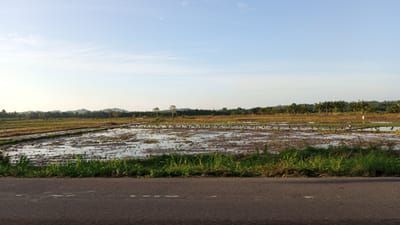 A wide shot captures a flooded rice paddy field under a clear, pale blue sky with wispy clouds. The foreground is dominated by a grey asphalt road with a dashed white line. Beyond the road, the rice paddy is partially submerged, with dark mud visible beneath the water. Streaks of green grass line the edge of the paddy. In the middle ground, rows of young green rice sprouts are emerging from the water, interspersed with patches of dried mud and stubble. Several white birds, likely egrets, are scattered across the field, foraging in the shallow water. A dense line of palm trees and other foliage forms the background, with a range of rolling hills receding into the distance. The scene appears to be a rural landscape in Kruengseupeng, Indonesia, likely during the agricultural season.