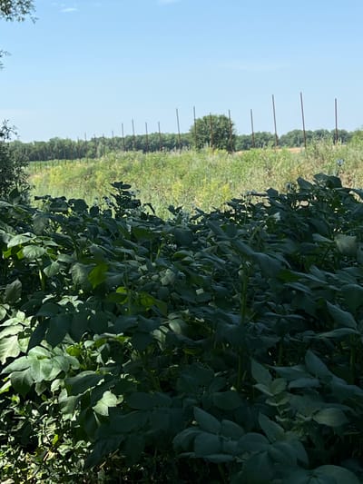 This is an eye-level, medium shot photograph taken outdoors on a sunny day. In the foreground, a dense field of dark green potato plants fills the frame. Some of the plants have small white flowers. Behind the potato field, a line of tall, thin, reddish-brown poles stretches across the middle ground. These poles are spaced evenly apart and appear to be part of a fence or support structure. Beyond the poles, a line of trees forms a backdrop, and further in the distance, the sky is a clear, pale blue. The scene is in Баяндай, Kazakhstan.