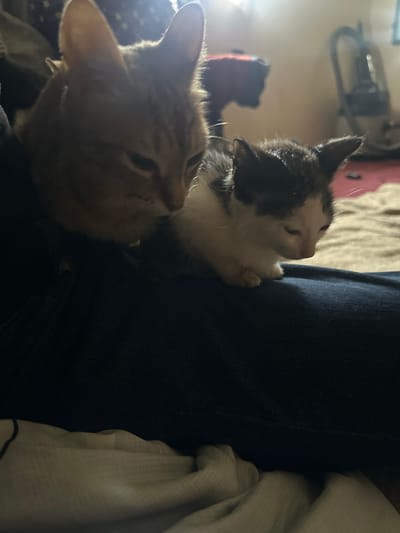 In the foreground of the image, two cats are nestled together on dark blue denim fabric. The larger cat, an orange tabby, is on the left, partially obscuring a smaller, black and white kitten on the right. The kitten is facing downwards, with its eyes partially closed. The background is dimly lit, with a blurred view of a room containing what appears to be a vacuum cleaner and some furniture. The scene suggests a domestic setting, likely indoors. The image does not contain information to determine its location in Jos, Nigeria.