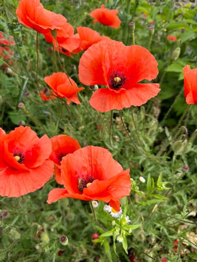 The image is a close-up, top-down view of several bright orange poppies in bloom, set against a backdrop of green foliage and other smaller wildflowers. The poppies are the dominant subjects, with their delicate, crinkled petals and dark centers. One poppy in the upper right quadrant has a bee collecting nectar, adding a sense of activity to the scene. The overall impression is one of a natural, rural setting, likely a meadow or garden, under daylight conditions. The focus is sharp on the poppies, with the background slightly blurred, emphasizing the flowers. The location is noted as Katerynivka, Ukraine. There is no visible text in the image.