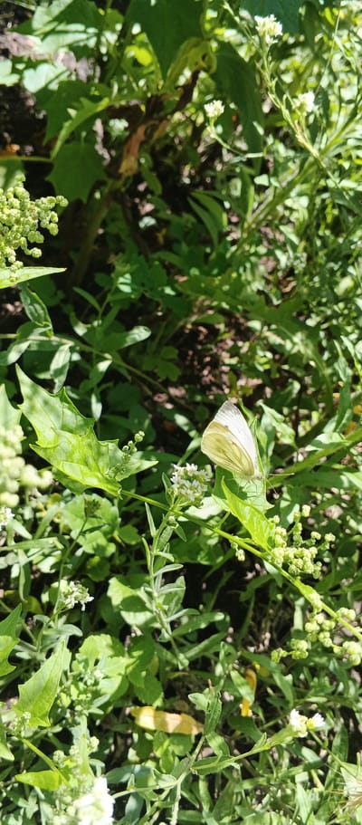 In Popivka, Ukraine, a close-up, vertical, eye-level shot captures a delicate white butterfly resting on a vibrant green leaf amidst a lush garden environment. The butterfly, with its wings slightly open, reveals intricate veining and a pale yellow hue. Its body is thin and its antennae are visible. Surrounding the butterfly are various plants, including small white flowers clustered on thin stems and buds. The leaves are varied in shape and texture, some serrated and others smooth. Sunlight filters through the foliage, casting dappled shadows and highlighting the textures of the plants. The background is a blur of green leaves and dark soil, suggesting a natural, outdoor setting. The focus is sharpest on the butterfly and the immediate surrounding leaves and flowers, with the background becoming progressively softer.