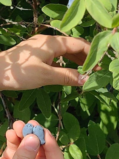 In Krestovo-Gorodishche, Russia, a close-up, sunlit image captures a human hand with a light skin tone interacting with a bush bearing green leaves and dark branches. The hand, with fingers gently curled, appears to be reaching in amongst the foliage. In the foreground, two small, light blue, berry-like objects, each with two faint dark dots resembling eyes, are held between the thumb and forefinger of another hand. The background is filled with an abundance of green leaves, creating a natural, outdoor setting.