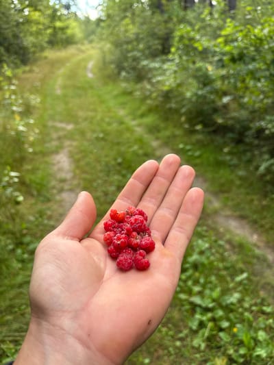 A close-up shot shows a person's open palm holding a cluster of ripe red raspberries. The hand is positioned in the foreground, with the raspberries clustered in the center of the palm. The background is a blurred, natural scene of a dirt path winding through a grassy, wooded area, consistent with a rural location like Трасцінскі сельскі Савет, Belarus. The lighting suggests an outdoor setting, likely during the daytime.