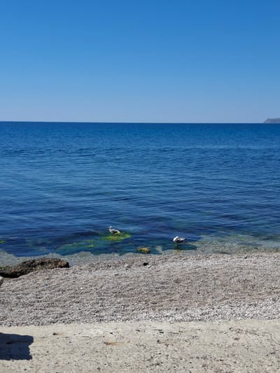 This media file shows a tranquil scene of a rocky shoreline meeting a calm, deep blue sea under a clear blue sky. The image is oriented vertically, with the sky occupying the left portion of the frame and the sea and shoreline on the right. Two seagulls are visible near the water's edge. One is standing on the pebbled shore, partially in the water, while another is a bit further out in the sea.
The shoreline is composed of smooth, light-colored pebbles interspersed with darker rocks and patches of green algae. A concrete embankment forms the far right edge of the scene, casting a distinct shadow. The water is clear enough to see the rocky bottom and the algae in the shallows. The waves are gentle, creating subtle ripples on the surface.
The bright blue sky suggests a sunny day, likely late morning or early afternoon given the quality of light and the shadows. The overall atmosphere is one of peacefulness and natural beauty. There is no visible text in the image. The setting is a coastal area, potentially a beach or a harbor with a breakwater, given the presence of the concrete structure. The location context provided is Щебетовский поселковый совет, Ukraine, suggesting this is a view of the Black Sea coast.