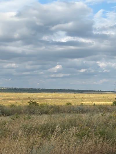 The image depicts a vast, flat landscape under a cloudy sky. In the foreground, tall, dry grasses dominate the scene, with some scattered green bushes and a few small trees. The middle ground reveals a wide expanse of golden-brown grassland, possibly a field, stretching towards a distant, dark green treeline that forms the horizon. Above the treeline, a band of lighter green vegetation is visible, suggesting rolling hills or a plateau. The sky is a mix of gray clouds and patches of blue, with the sun casting a warm, golden light across the field. No people or specific structures are visible in the image, indicating a natural, rural setting.