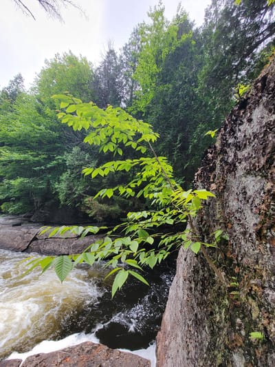 The image shows a close-up view of a rocky cliff face beside a flowing river. Bright green leaves from a small tree branch extend into the frame from the left, partially obscuring the turbulent, brown-tinged water. The cliff is textured with dark, irregular growths and patches of moss. In the background, a dense forest of various green trees forms a backdrop under a bright, overcast sky. The scene is set in a natural environment, likely within the city of Saint-Alban, Canada, given the context. There are no people or animals visible in the image.