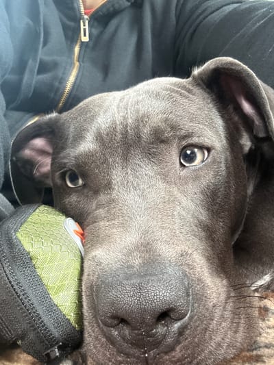 A close-up, high-angle shot shows a gray dog looking up at the camera. The dog's nose is prominently featured, textured with a pattern of small bumps. The dog's eyes are expressive and forward-facing. The dog is resting its head on a green and black patterned pouch or container. Part of a black zipper on a garment is visible in the background to the left, suggesting the dog is resting against someone's clothing. The location is not possible to determine from the image alone.