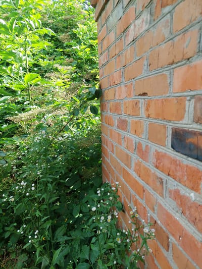 This is a close-up, eye-level, outdoor, medium shot photograph showing the corner of a brick building in Shpychyntsi, Ukraine. The building is constructed of rough, orange-red bricks with light gray mortar. The brick wall occupies the right half of the frame, angled away from the viewer. To the left of the wall is dense, green foliage, primarily consisting of large, lush leaves and smaller plants with delicate white flowers. The vegetation appears overgrown and wild. The sunlight illuminates the scene, creating highlights on the leaves and casting shadows. There are no people visible in the image.