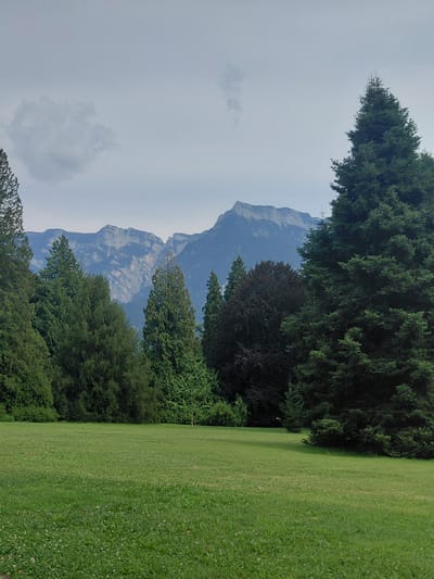 The image depicts a serene natural landscape, likely from Levico Terme, Italy, given the context. In the foreground, a lush green meadow stretches out, dotted with small white clover flowers. Beyond the meadow, a dense forest of various evergreen and deciduous trees creates a verdant backdrop. The trees are tall and imposing, with the darker foliage of a deciduous tree standing out amidst the evergreens. In the distance, majestic mountains rise, their rugged peaks etched against a hazy, overcast sky. The overall impression is one of tranquility and natural beauty, characteristic of alpine scenery. There are no people or man-made structures visible in the frame. The lighting suggests an overcast day, with diffused light creating soft shadows.