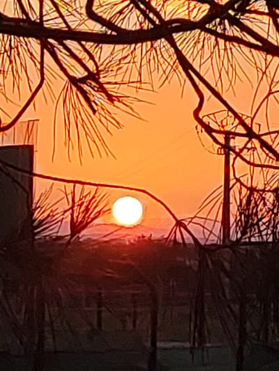 This is a photograph of a sunset in Sobradillo, Spain. The sun is a bright white orb near the horizon, casting an orange glow across the sky. Silhouetted against the sky are the branches of a tree and the side of a building. In the distance, there are more trees and possibly other structures, all appearing dark and indistinct. The foreground is also dominated by the dark silhouettes of branches and leaves, suggesting the photo was taken from within a wooded area or garden. The scene evokes a peaceful and tranquil atmosphere, typical of a sunset.