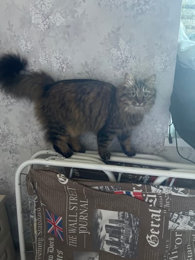 A brown tabby cat stands on a white metal drying rack in front of a floral-patterned wallpaper. The cat is looking at the camera with its ears perked. The drying rack has brown fabric with newspaper print draped over it. The scene appears to be indoors, likely in a residential setting. No specific location in Asipovichy, Belarus is identifiable.