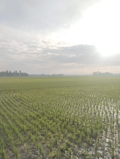 The image depicts an expansive agricultural landscape in Lhueng Tengoh, Indonesia, primarily consisting of flooded rice paddies under a bright, diffused sky. Young, vibrant green rice shoots are visible in orderly rows across the foreground and midground, rooted in saturated, muddy soil that reflects the ambient light. Patches of standing water are interspersed among the plants. The horizon reveals a distant, low-lying tree line, including what appear to be palm trees, suggesting a village or natural boundary. The sky, occupying the upper third of the frame, features a mix of scattered light clouds, with an intense light source, likely the sun, emanating from the upper right, creating significant glare. No individuals, animals, structures, or distinct actions are present within the frame.