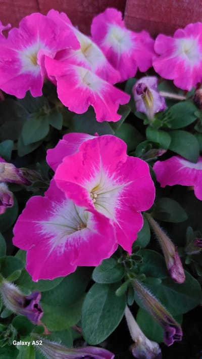 The image displays a close-up, high-angle view of several vibrant pink petunias with white centers, interspersed with dark green foliage. Some petunia buds are visible, appearing as tightly furled purple structures, some with fuzzy exteriors. The background consists of a blurred, reddish-brown surface, possibly a brick wall or planter. A portion of a digital watermark, "Galaxy A52," is visible in the lower left corner, indicating the device used for capture. The scene is that of a garden or floral arrangement. There are no people present, and no discernible actions or interactions are taking place. The environment is natural and botanical. The specific location within the city of Комарье, Russia cannot be determined from the visual information provided.