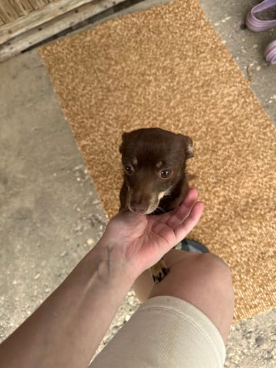 A small brown dog with a light tan muzzle and large brown eyes is being petted by a person's hand. The dog is looking up at the hand with its head tilted slightly. The dog's paws are visible, one resting on the person's knee. The person's arm and knee are also visible, and they are wearing light-colored shorts. The dog is sitting on a textured brown mat, which is placed on a concrete floor. In the background, there are wooden planks and a pair of purple shoes. The scene appears to be outdoors, possibly in a yard or patio area. There is no specific information to indicate the location is in Piriutino, Russia.