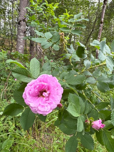 This is a medium-shot photograph of a pink rose in bloom, positioned prominently in the foreground. The rose is a rich, vibrant pink with many petals and a textured center. It is surrounded by green leaves, some of which have serrated edges. Thorns are visible on the stems of the rose bush. To the left of the rose, a fallen tree trunk is visible, covered in moss and with a textured bark. Beyond the tree trunk, there is a blurred background of green foliage and trees, suggesting a wooded or natural environment. The lighting appears natural, indicating it was taken during the daytime, possibly under overcast conditions given the soft light. The image captures the natural beauty of the rose and its surroundings in a slightly wild setting. There is no visible text or activity taking place. The overall mood is one of natural serenity.