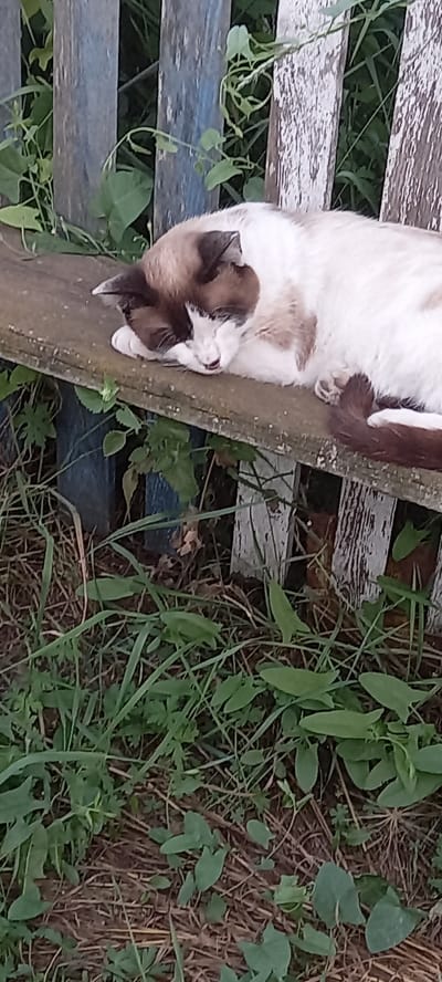 A light-colored cat with dark brown markings on its face and ears is sleeping on a weathered wooden bench in a rural outdoor setting. The cat is curled up, with its paws tucked underneath its body and its head resting on its front paws. Green foliage and dry grass are visible on the ground around the bench, and a rustic wooden fence stands behind it. The fence is made of vertical wooden planks, some of which are painted blue and white, and others are unpainted. The overall scene suggests a peaceful moment of rest in a simple, natural environment.