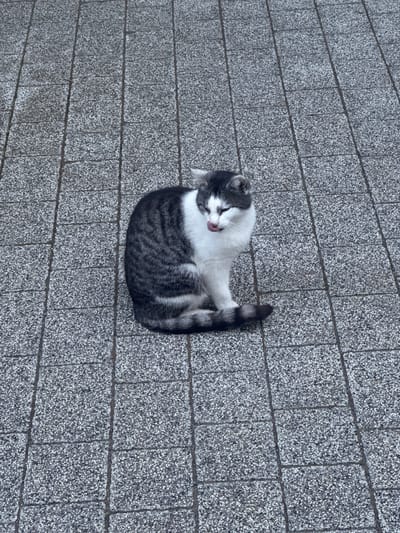 A grey and white tabby cat is sitting on a paved surface, with its tongue sticking out. The cat is facing to the left of the frame. The paving stones are rectangular and grey, with a textured surface. The background consists of more of these paving stones, extending out of view. The scene is outdoors and appears to be a public area, possibly a sidewalk or plaza. The image was taken at an angle, looking down on the cat.