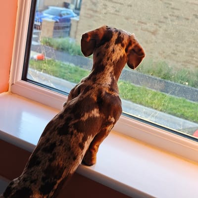 A dappled brown and tan dachshund, viewed from the rear, sits on a white windowsill, looking out through a grimy window. The dog's long body and short legs are visible, and its ears are perked. Outside the window, a patch of green grass and a paved area are visible. A blue car is parked on the street, and a building with a light brown brick facade is in the background. The scene is illuminated by what appears to be late afternoon sunlight, casting a warm glow on the dog's fur and the windowsill. The windowpane is smudged with dirt and cobwebs. The interior wall to the left of the window is painted a pale orange. This image was taken in Locking Parklands, United Kingdom.