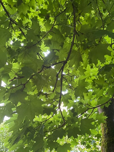 The image shows a low-angle view of lush green maple leaves and branches against a bright, dappled sky. The leaves are vibrant and healthy, with clear veins visible, and they are illuminated from behind by sunlight filtering through them. This suggests it is daytime, likely with partial cloud cover or a canopy that creates such dappled light. The branches are dark and textured, some appearing thicker and older, while thinner ones support the leaves. In the upper right corner, a textured, mossy tree trunk or large branch is visible, providing context to the natural setting. The overall impression is one of a peaceful, natural environment, possibly a park or forest in Balabanovo, Russia. There is no text or activity taking place; the focus is solely on the natural beauty of the tree's foliage.