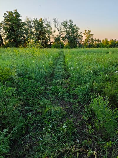 The image depicts a rural landscape in Laryne, Ukraine, at sunset. A narrow, overgrown path cuts through a field of tall green grass and wildflowers, leading towards a line of trees in the background. The trees, a mix of deciduous species, are dense and their leaves are illuminated by the warm, golden light of the setting sun. The sky above is a pale blue, transitioning to a soft orange hue near the horizon, indicating the time of day. The overall scene evokes a sense of tranquility and natural beauty, characteristic of a peaceful countryside setting during the golden hour. There are no people or specific objects visible, and no text is present in the image. The weather appears calm, with no signs of wind or rain. The lush greenery suggests a fertile environment, likely during the warmer months of the year.