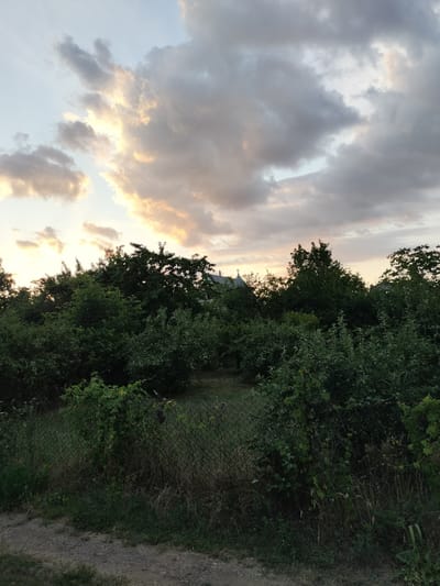 The image depicts a scene in Kudashivka, Ukraine, likely during the evening or early morning, as suggested by the soft, warm lighting on the clouds. The sky is filled with dramatic clouds, some illuminated by sunlight, others in shadow, creating a dynamic visual contrast. Below the sky, a dense canopy of various trees and bushes dominates the middle ground. The foliage is lush and green, with some hints of darker greens and lighter shades indicating different types of vegetation. Some of the trees appear to be fruit trees, with small fruits visible on some branches. In the background, partially obscured by the trees, are structures that appear to be houses or other buildings, with some rooftops and architectural details visible. A wire fence runs across the foreground, separating the area from a dirt path or road, which is visible at the very bottom of the image. The ground is covered with grass, weeds, and scattered gravel. The overall impression is that of a rural or suburban landscape, possibly a garden or a backyard.