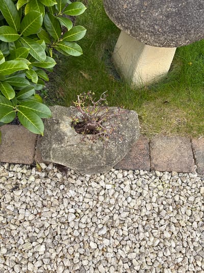 The scene is an outdoor garden setting in Longden, United Kingdom. The ground is covered in a mix of elements including green grass, grey gravel, a few large green-leafed plants, and a rock border comprised of rectangular stone bricks. A large rock sits between the grass and gravel. A small plant sprouts from a hole in the rock. A round, stone garden ornament is partially visible in the upper-left corner of the frame.